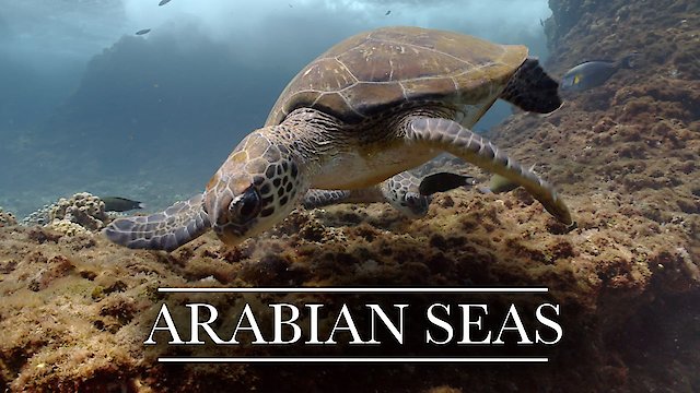 Watch Arabian Seas Online