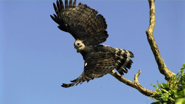 Watch Speed of Life Online