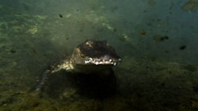 Gator Gauntlet