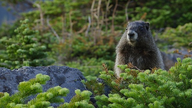 Watch The Mighty Northwest Online