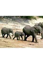 The Elephants' Empire poster