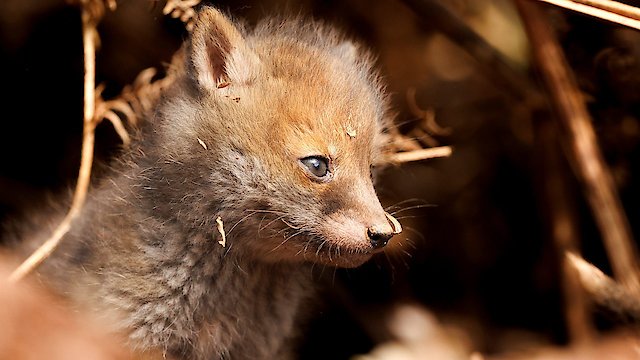 Watch Springwatch Online