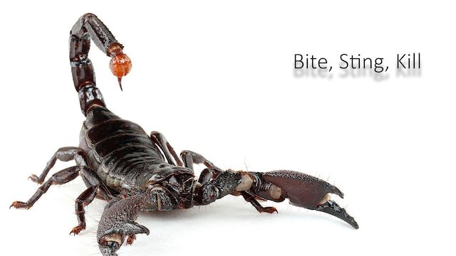 Watch Bite, Sting, Kill Online