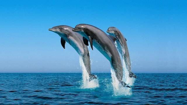 Watch Blood Dolphins Online