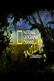 National Geographic Channel: Wild poster