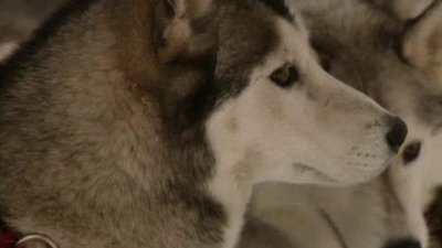 Siberian Husky