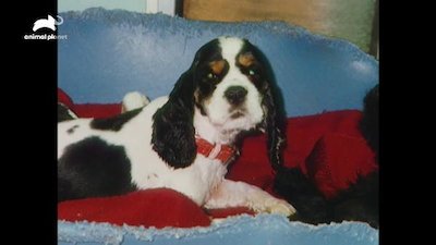 American Cocker Spaniel