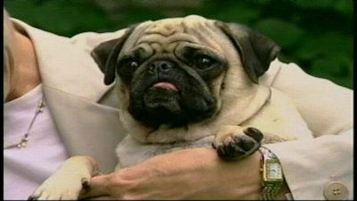 Bulldog