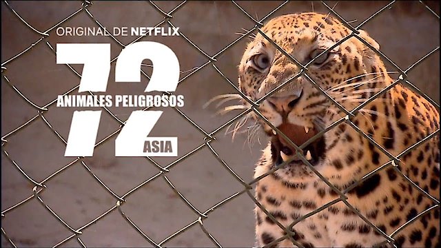 Watch 72 Dangerous Animals: Asia Online