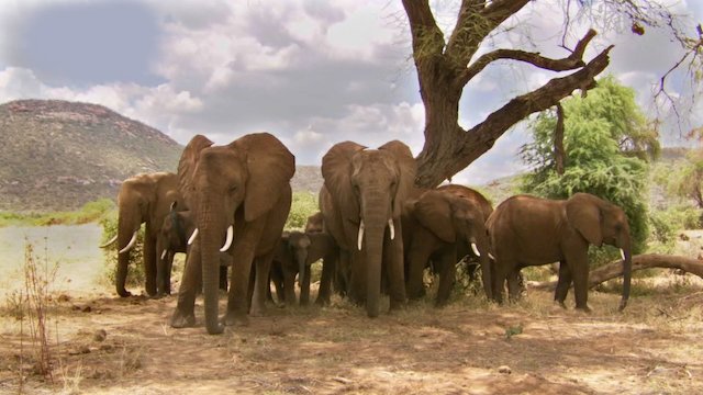 Watch Andy's Baby Animals Online