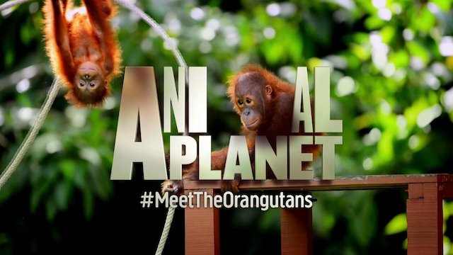Watch Meet The Orangutans Online