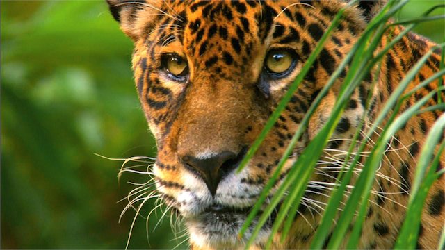 Watch Wild Amazon Online