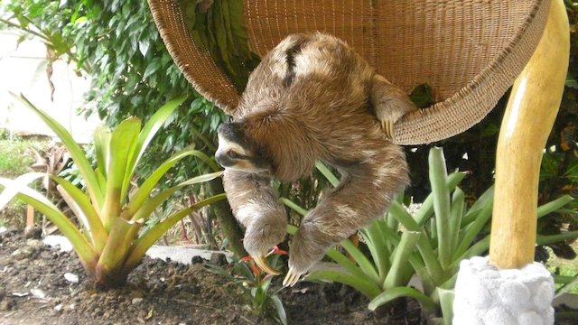 Watch Meet The Sloths Online