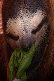 Meet The Sloths