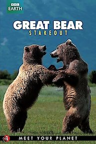 Great Bear Stakeout