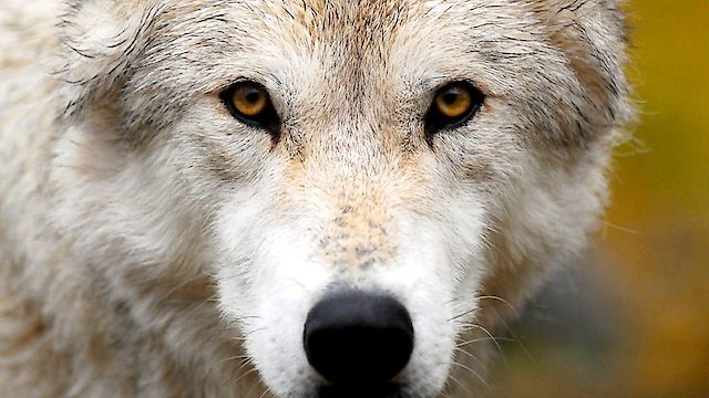 Watch Land of the Lost Wolves Online