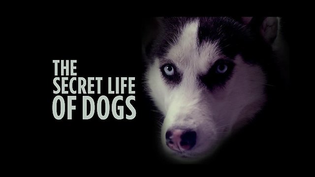 Watch The Secret Life of Dogs Online