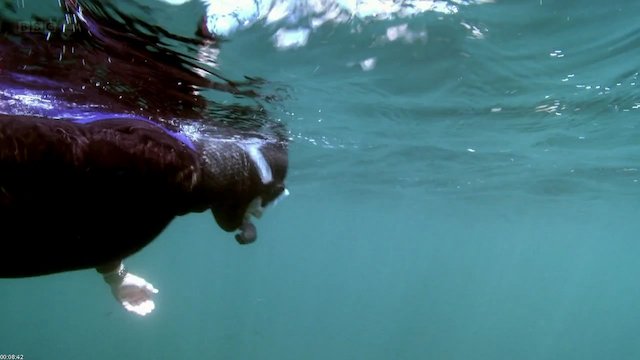 Watch Britain's Secret Seas Online