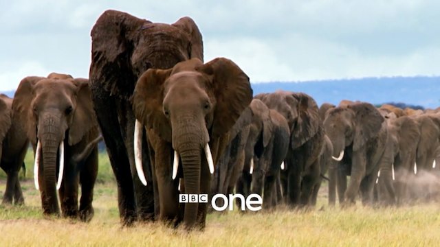 Watch Nature's Epic Journeys Online