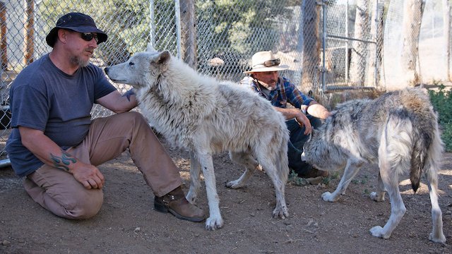 Watch Wolves and Warriors Online