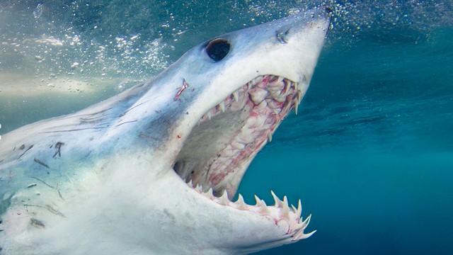 Watch When Sharks Attack: Deep Dives Online