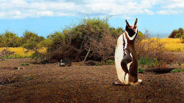 Watch Wild Argentina Online