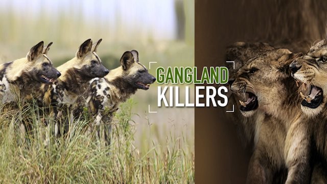 Watch Gangland Killers Online