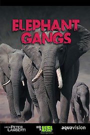 Gangland Killers poster