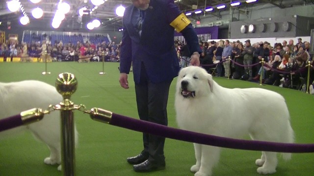 Watch Road to Westminster Dog Show Online