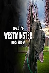 Road to Westminster Dog Show