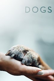 Dogs