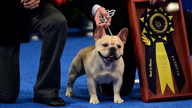 Watch The National Dog Show Presented by Purina Online