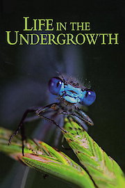 Life in the Undergrowth poster
