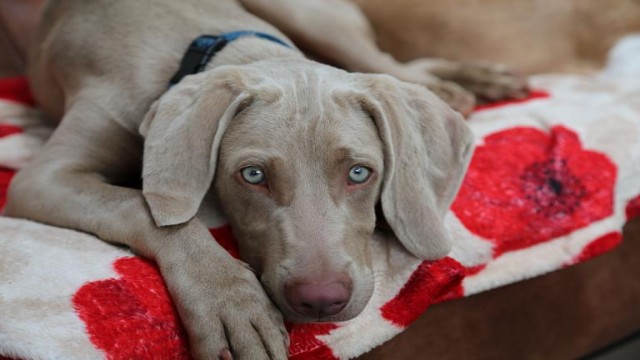 Watch 6 Puppies & Us Online