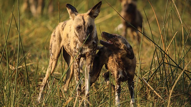 Watch Africa's Wild Side Online