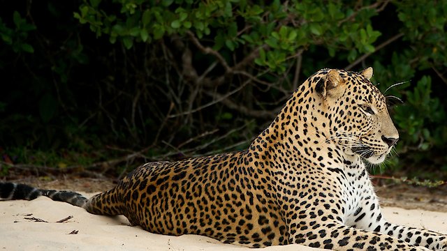 Watch Wild Sri Lanka Online