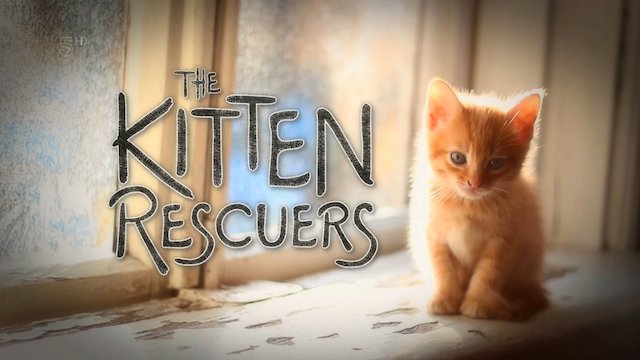 Kitten Rescuers - Where To Watch TV Show