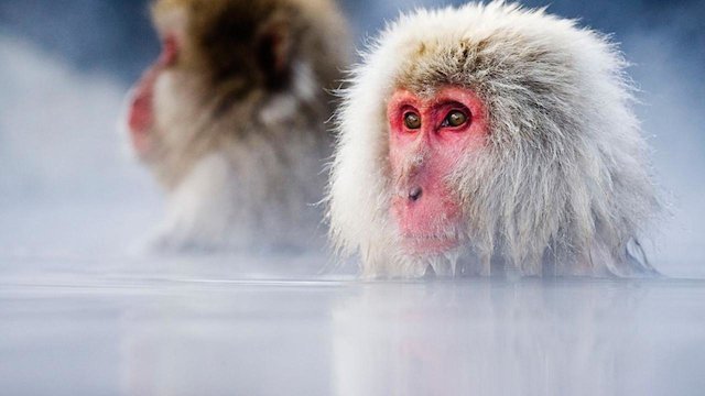 Watch Wild Japan Online