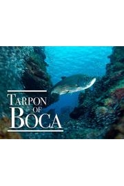 Tarpon of Boca poster