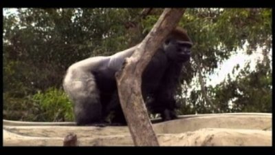 Hanging with the Primates