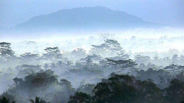 Watch Wild Indonesia Online