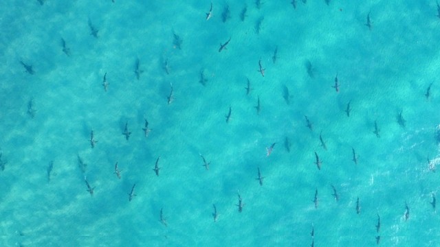 Watch Cannibal Sharks Online