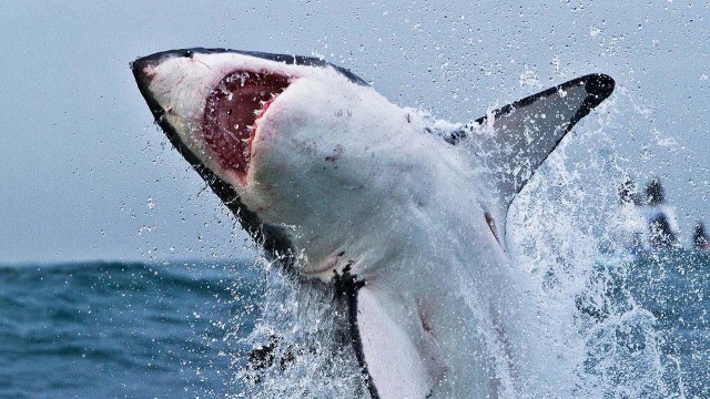 Watch Great Shark Chow Down Online