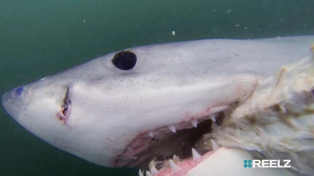 Watch Shark Terror: The Real Jaws Online