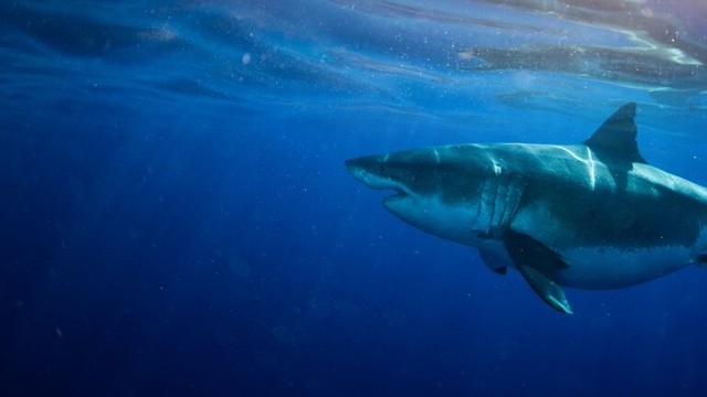 Watch World's Biggest Great White? Online