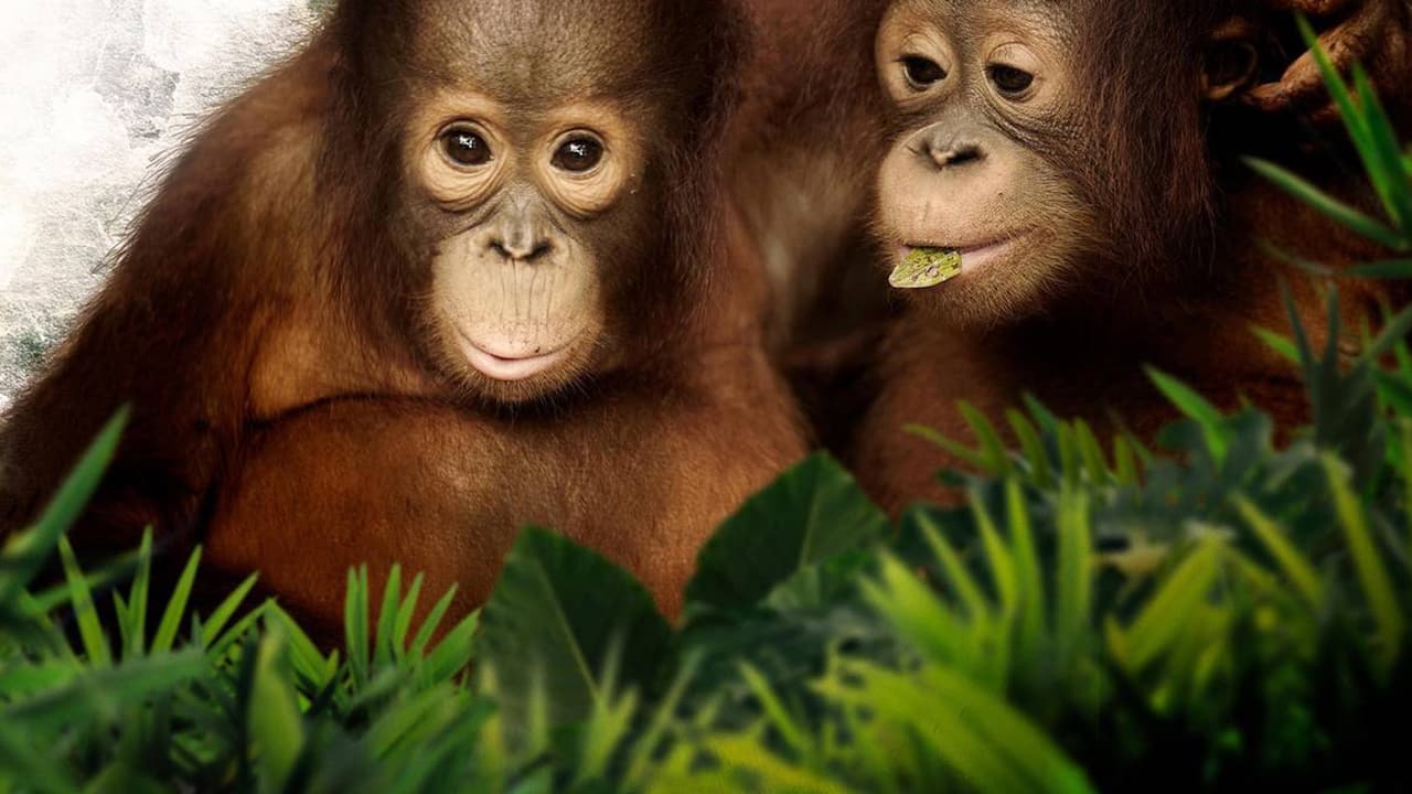 Watch Orangutan Jungle School Online