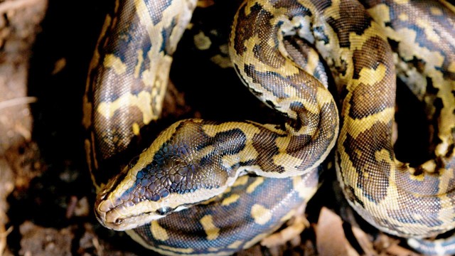 Watch Queen of the Pythons Online