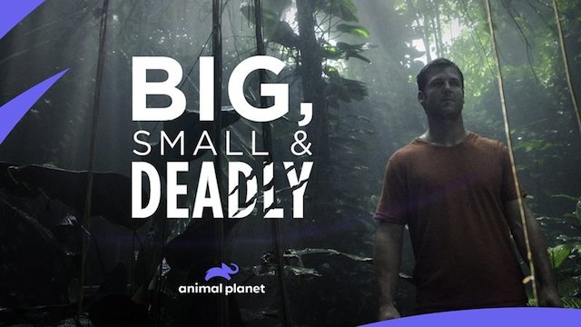 Watch Big, Small & Deadly Online