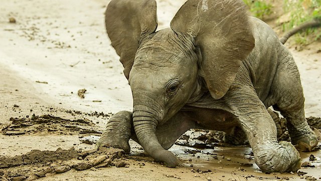Watch Animal Babies: First Year on Earth Online