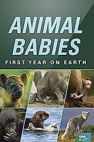 Animal Babies: First Year on Earth